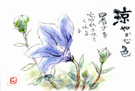 桔梗を描いたはがき