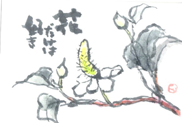 どくだみを描いたはがき