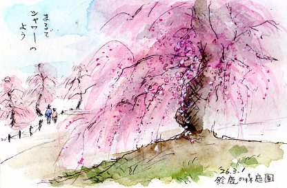 しだれ桜を描いたはがき